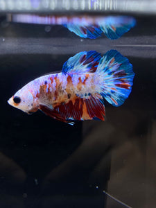 Male Halfmoon Plakat - Galaxy #2437 - Live Betta Fish