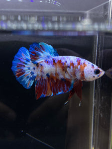 Male Halfmoon Plakat - Galaxy #2437 - Live Betta Fish