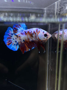 Male Halfmoon Plakat - Galaxy #2437 - Live Betta Fish