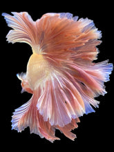 Load image into Gallery viewer, Male Rosetail - Pastle Pink #2439 - Live Betta Fish
