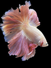 Load image into Gallery viewer, Male Rosetail - Pastle Pink #2439 - Live Betta Fish
