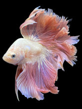 Load image into Gallery viewer, Male Rosetail - Pastle Pink #2439 - Live Betta Fish
