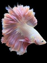 Load image into Gallery viewer, Male Rosetail - Pastle Pink #2439 - Live Betta Fish
