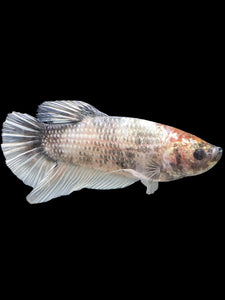 GIANT Male Halfmoon Plakat - Snow Copper #243 - Live Betta Fish