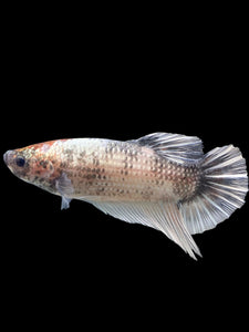 GIANT Male Halfmoon Plakat - Snow Copper #243 - Live Betta Fish