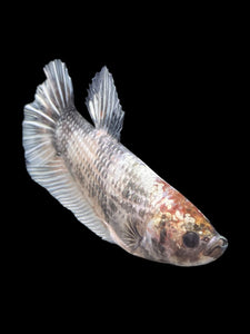 GIANT Male Halfmoon Plakat - Snow Copper #243 - Live Betta Fish