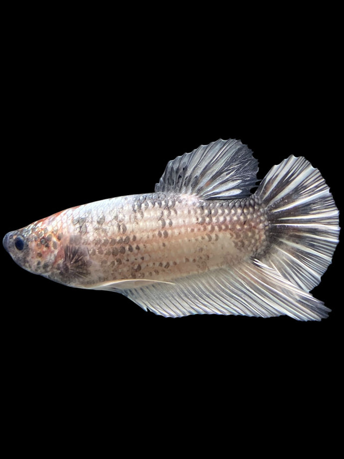 GIANT Male Halfmoon Plakat - Snow Copper #243 - Live Betta Fish