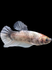 GIANT Male Halfmoon Plakat - Snow Copper #243 - Live Betta Fish