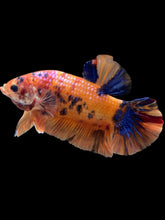 Load image into Gallery viewer, GIANT Male Halfmoon Plakat - Nemo Galaxy #2440 - Live Betta Fish
