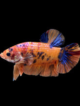 Load image into Gallery viewer, GIANT Male Halfmoon Plakat - Nemo Galaxy #2440 - Live Betta Fish
