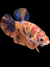 Load image into Gallery viewer, GIANT Male Halfmoon Plakat - Nemo Galaxy #2440 - Live Betta Fish
