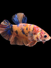Load image into Gallery viewer, GIANT Male Halfmoon Plakat - Nemo Galaxy #2440 - Live Betta Fish
