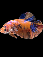 Load image into Gallery viewer, GIANT Male Halfmoon Plakat - Nemo Galaxy #2440 - Live Betta Fish
