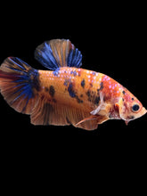Load image into Gallery viewer, GIANT Male Halfmoon Plakat - Nemo Galaxy #2440 - Live Betta Fish
