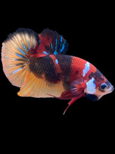 Load image into Gallery viewer, Male Halfmoon Plakat - Galaxy #2442 - Live Betta Fish
