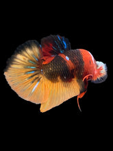 Load image into Gallery viewer, Male Halfmoon Plakat - Galaxy #2442 - Live Betta Fish
