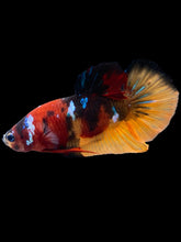 Load image into Gallery viewer, Male Halfmoon Plakat - Galaxy #2442 - Live Betta Fish
