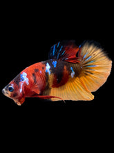 Load image into Gallery viewer, Male Halfmoon Plakat - Galaxy #2442 - Live Betta Fish
