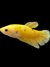 Load image into Gallery viewer, Male Halfmoon Plakat - Yellow Dot #2443 - Live Betta Fish
