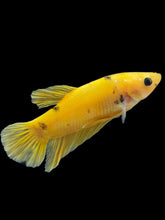 Load image into Gallery viewer, Male Halfmoon Plakat - Yellow Dot #2443 - Live Betta Fish
