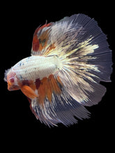 Load image into Gallery viewer, Male Halfmoon - Snow Candy #2444 - Live Betta Fish
