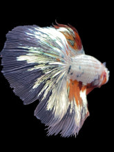 Load image into Gallery viewer, Male Halfmoon - Snow Candy #2444 - Live Betta Fish
