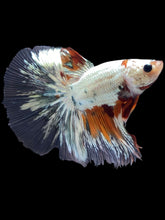 Load image into Gallery viewer, Male Halfmoon - Snow Candy #2444 - Live Betta Fish
