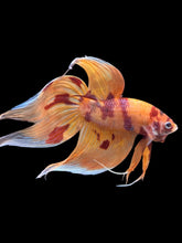 Load image into Gallery viewer, Male Veiltail - Nemo #2445 - Live Betta Fish
