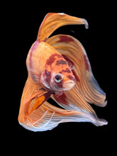 Load image into Gallery viewer, Male Veiltail - Nemo #2445 - Live Betta Fish
