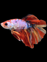 Load image into Gallery viewer, Male Halfmoon - Multicolor #2446 - Live Betta Fish
