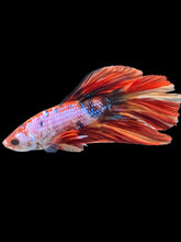 Load image into Gallery viewer, Male Halfmoon - Multicolor #2446 - Live Betta Fish

