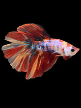 Load image into Gallery viewer, Male Halfmoon - Multicolor #2446 - Live Betta Fish
