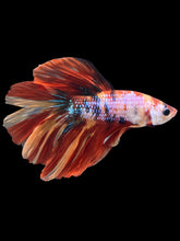 Load image into Gallery viewer, Male Halfmoon - Multicolor #2446 - Live Betta Fish
