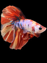 Load image into Gallery viewer, Male Halfmoon - Multicolor #2446 - Live Betta Fish
