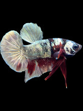 Load image into Gallery viewer, Male Halfmoon Plakat - Red Koi Copper #2447 - Live Betta Fish
