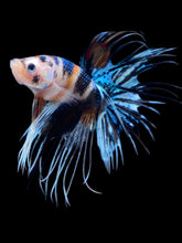 Load image into Gallery viewer, Male Crowntail - Candy #2448 - Live Betta Fish

