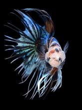 Load image into Gallery viewer, Male Crowntail - Candy #2448 - Live Betta Fish
