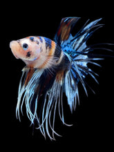Load image into Gallery viewer, Male Crowntail - Candy #2448 - Live Betta Fish
