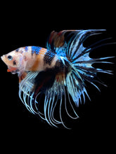 Load image into Gallery viewer, Male Crowntail - Candy #2448 - Live Betta Fish
