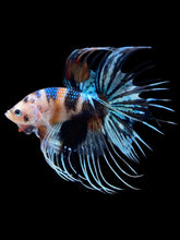 Load image into Gallery viewer, Male Crowntail - Candy #2448 - Live Betta Fish
