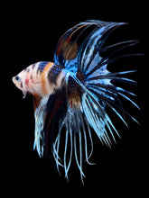Load image into Gallery viewer, Male Crowntail - Candy #2448 - Live Betta Fish
