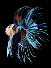 Load image into Gallery viewer, Male Crowntail - Candy #2448 - Live Betta Fish

