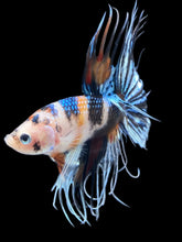Load image into Gallery viewer, Male Crowntail - Candy #2448 - Live Betta Fish
