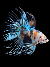 Load image into Gallery viewer, Male Crowntail - Candy #2448 - Live Betta Fish
