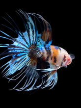 Load image into Gallery viewer, Male Crowntail - Candy #2448 - Live Betta Fish
