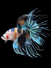Load image into Gallery viewer, Male Crowntail - Candy #2448 - Live Betta Fish
