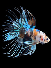 Load image into Gallery viewer, Male Crowntail - Candy #2448 - Live Betta Fish
