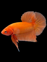 Load image into Gallery viewer, Male Halfmoon Plakat - Sunkist #2449 - Live Betta Fish

