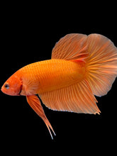 Load image into Gallery viewer, Male Halfmoon Plakat - Sunkist #2449 - Live Betta Fish
