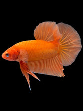 Load image into Gallery viewer, Male Halfmoon Plakat - Sunkist #2449 - Live Betta Fish
